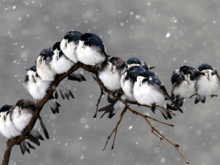 Обои Frozen Sparrows 320x240