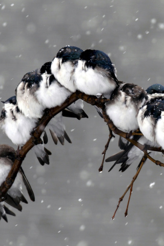 Frozen Sparrows wallpaper 320x480