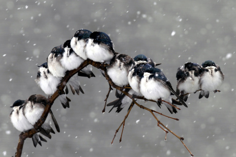 Sfondi Frozen Sparrows 480x320