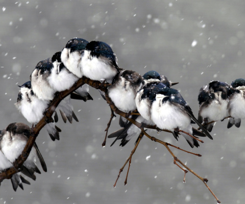 Fondo de pantalla Frozen Sparrows 480x400