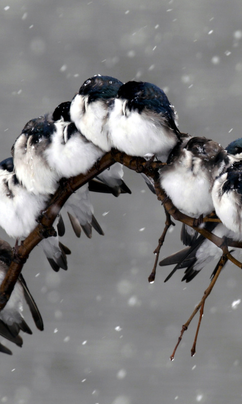 Fondo de pantalla Frozen Sparrows 480x800