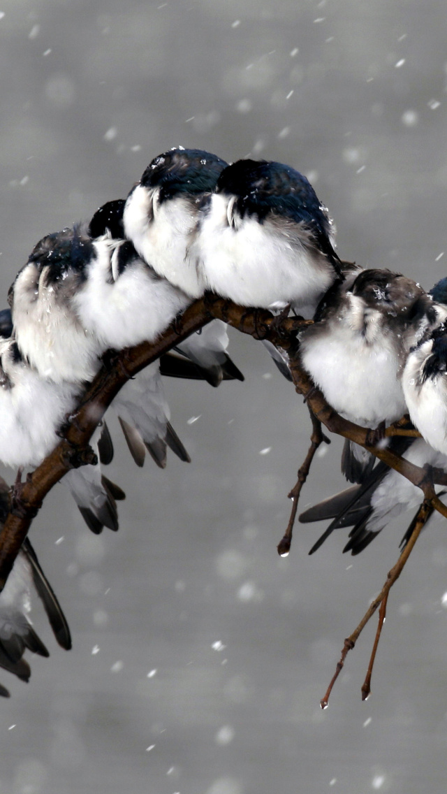 Frozen Sparrows wallpaper 640x1136