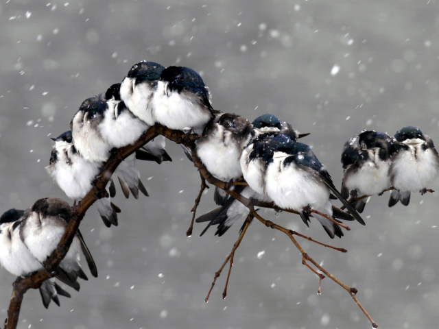 Fondo de pantalla Frozen Sparrows 640x480