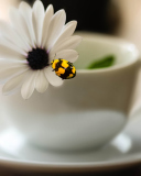 Yellow Bug And White Flower wallpaper 128x160