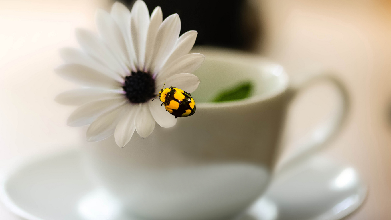 Yellow Bug And White Flower wallpaper 1366x768