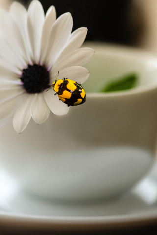 Fondo de pantalla Yellow Bug And White Flower 320x480