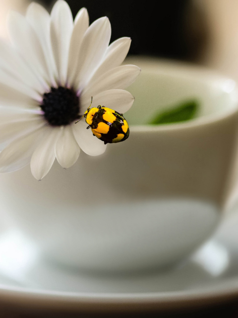 Yellow Bug And White Flower wallpaper 480x640