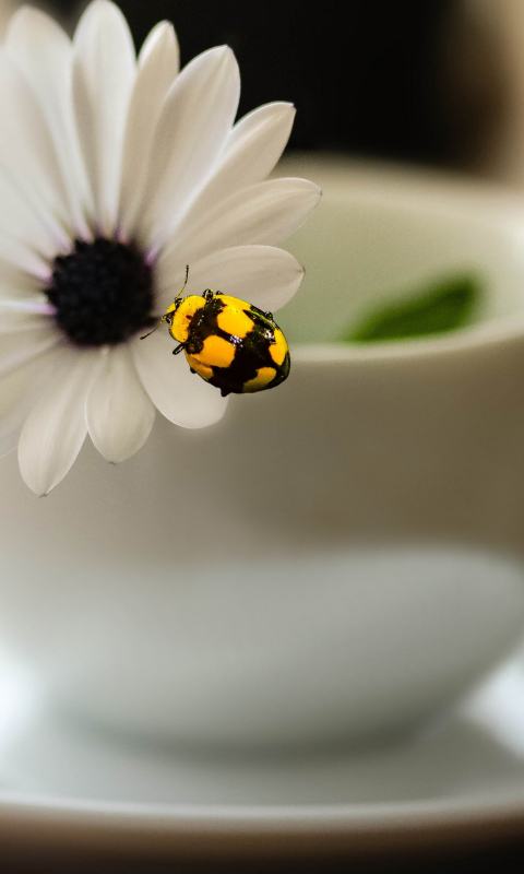 Yellow Bug And White Flower wallpaper 480x800