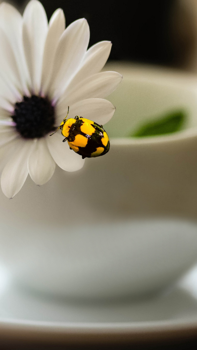 Обои Yellow Bug And White Flower 640x1136