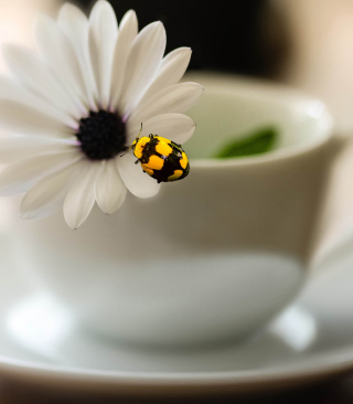 Free Yellow Bug And White Flower Picture for 640x1136