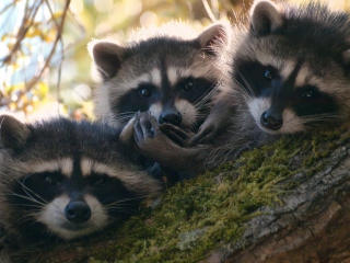 Racoons wallpaper 320x240