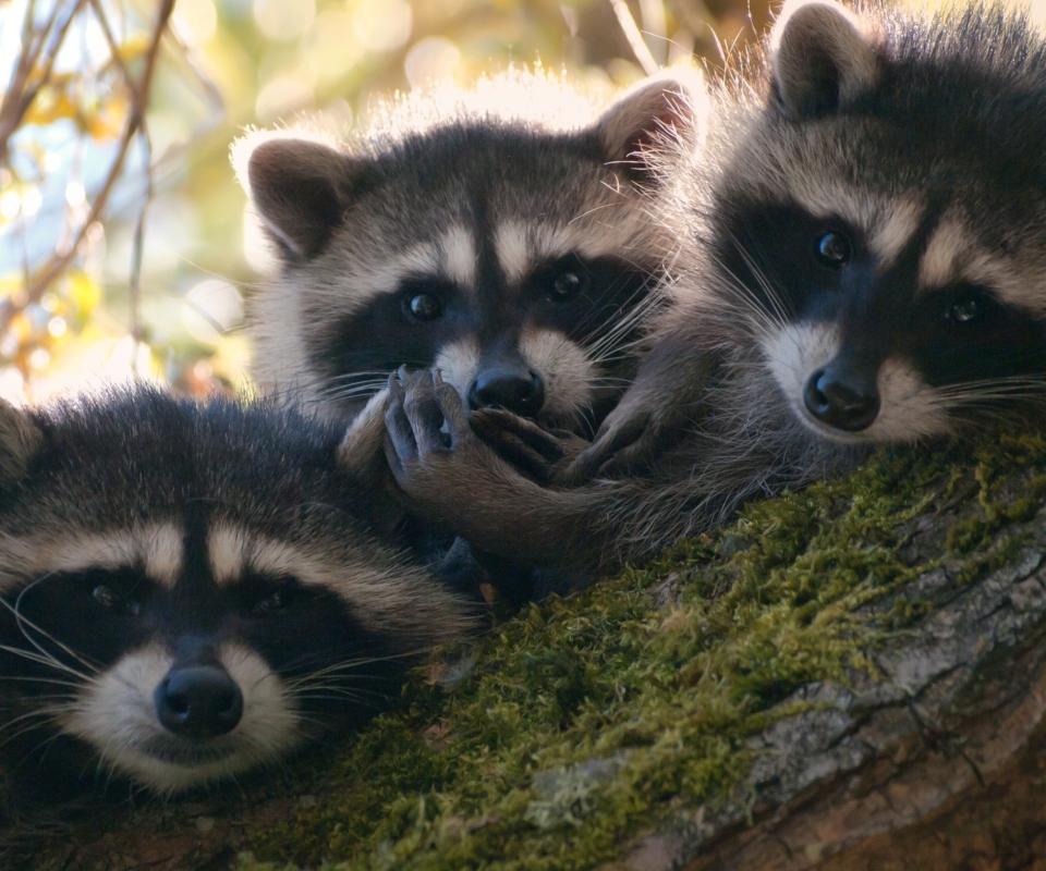 Fondo de pantalla Racoons 960x800