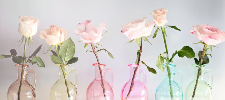 Das Roses In Vases Wallpaper 720x320