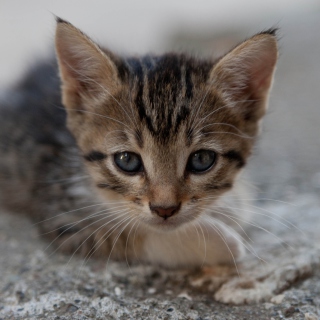 Baby Cat - Obrázkek zdarma pro 208x208