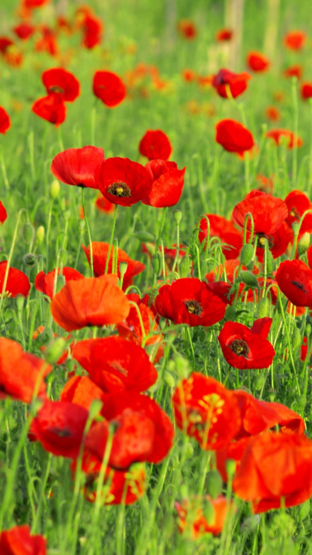 Beautiful Poppy Field wallpaper 1080x1920