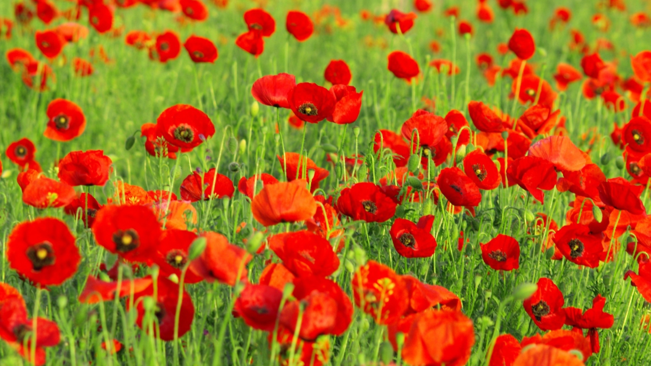 Das Beautiful Poppy Field Wallpaper 1280x720