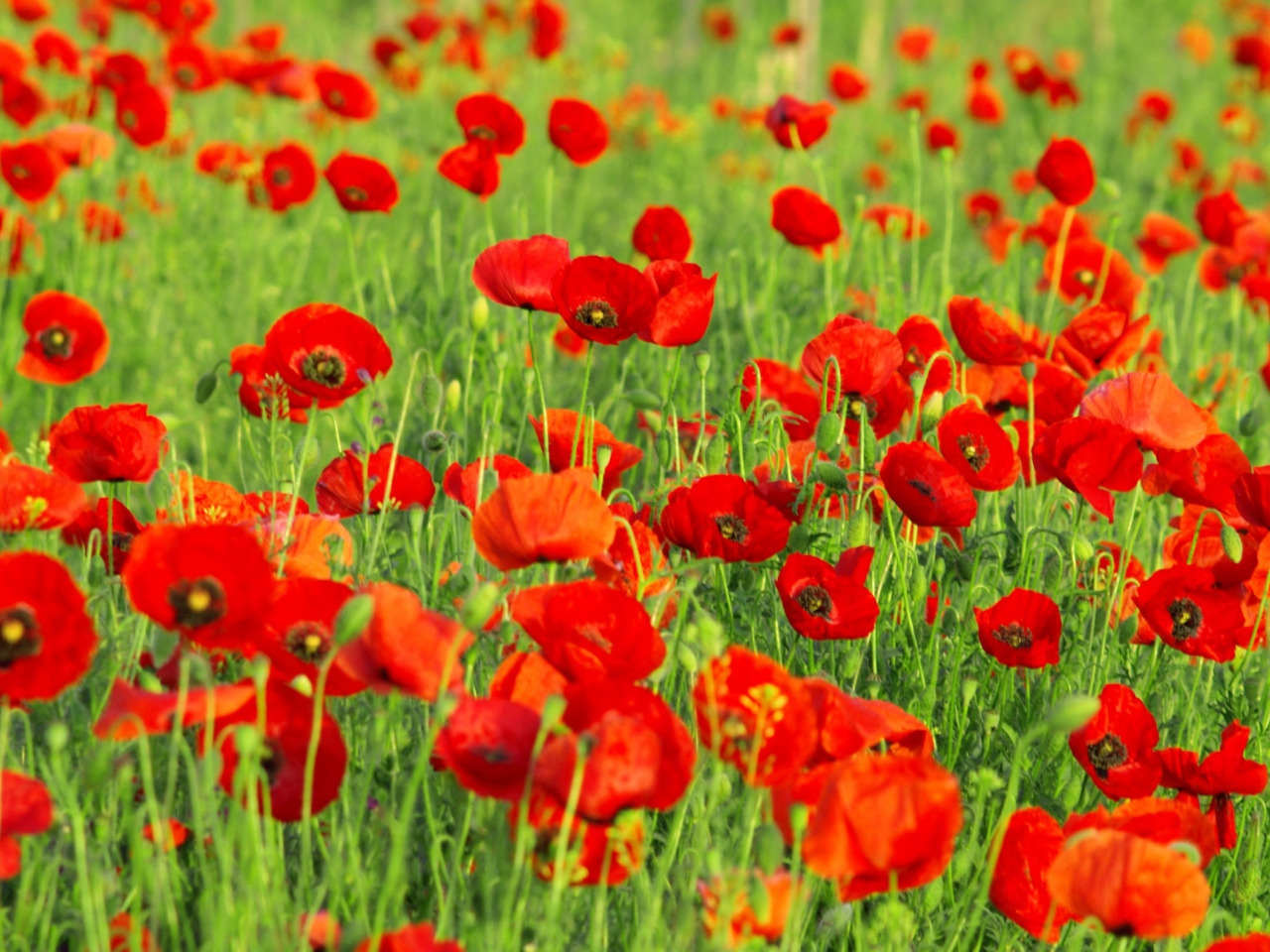 Das Beautiful Poppy Field Wallpaper 1280x960
