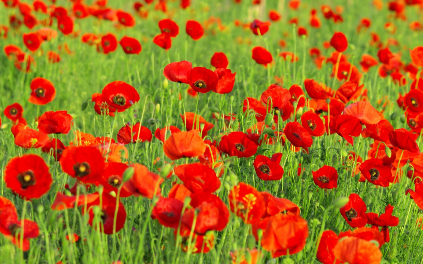 Beautiful Poppy Field wallpaper 1440x900