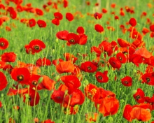 Beautiful Poppy Field screenshot #1 220x176