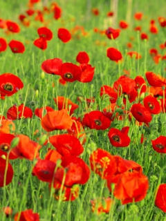 Beautiful Poppy Field screenshot #1 240x320