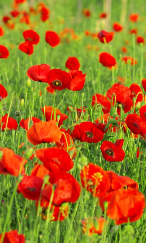 Sfondi Beautiful Poppy Field 480x800