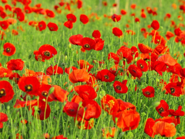 Das Beautiful Poppy Field Wallpaper 640x480