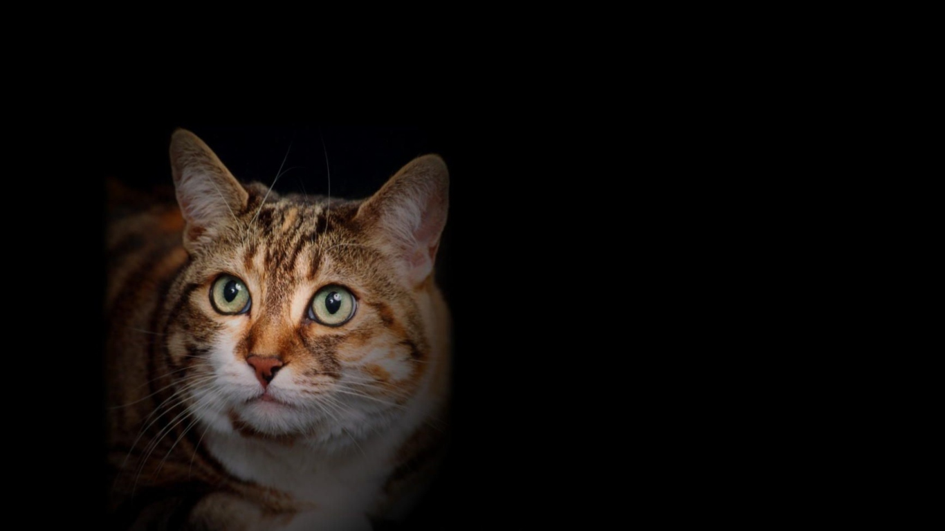 House Cat wallpaper 1366x768