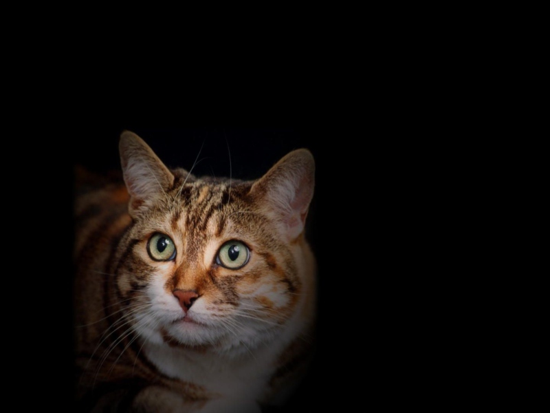 House Cat screenshot #1 800x600