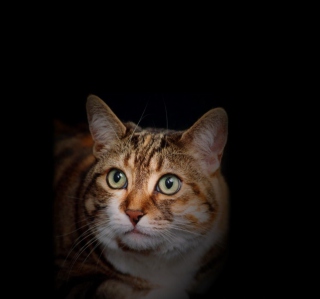 House Cat - Fondos de pantalla gratis para Samsung E1150