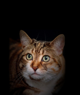 Kostenloses House Cat Wallpaper für HTC Titan