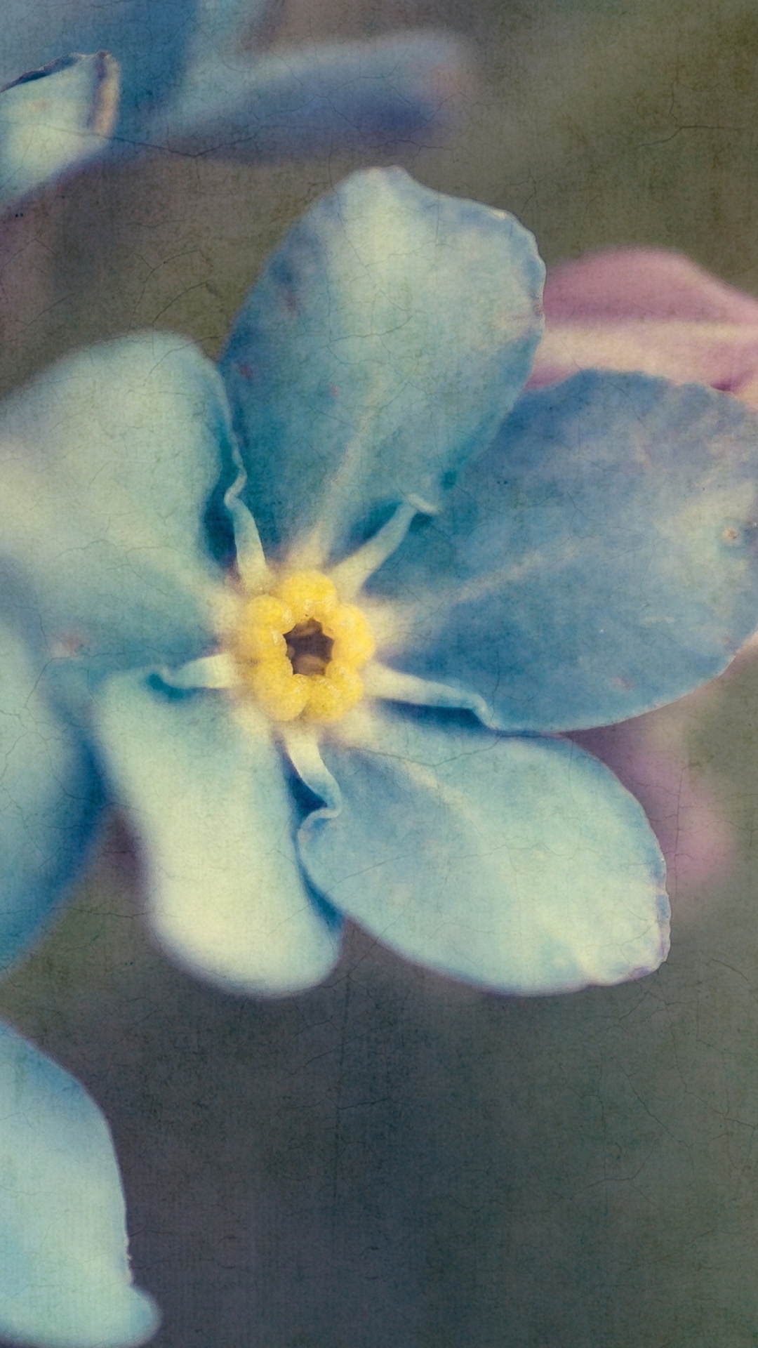 Sfondi Blue Flowers 1080x1920
