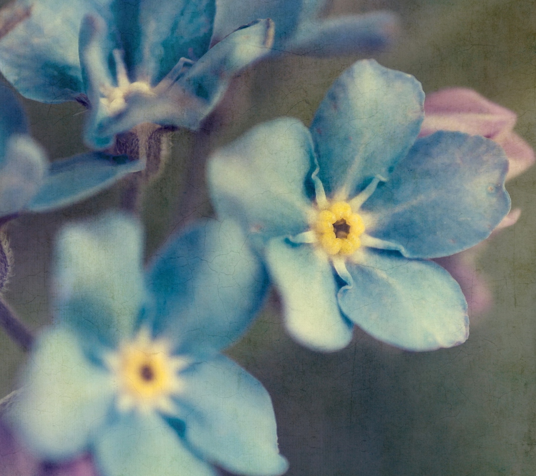 Fondo de pantalla Blue Flowers 1080x960