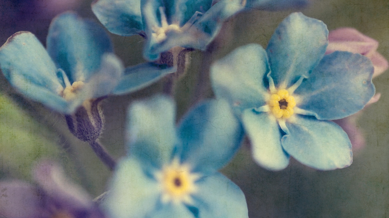 Blue Flowers screenshot #1 1280x720