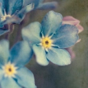 Das Blue Flowers Wallpaper 128x128