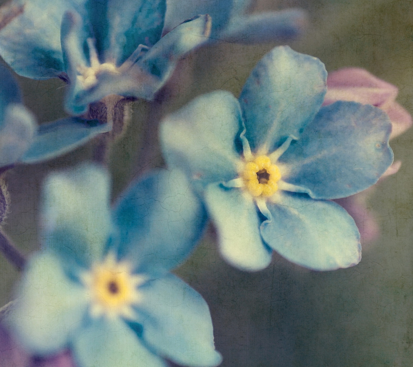 Das Blue Flowers Wallpaper 1440x1280