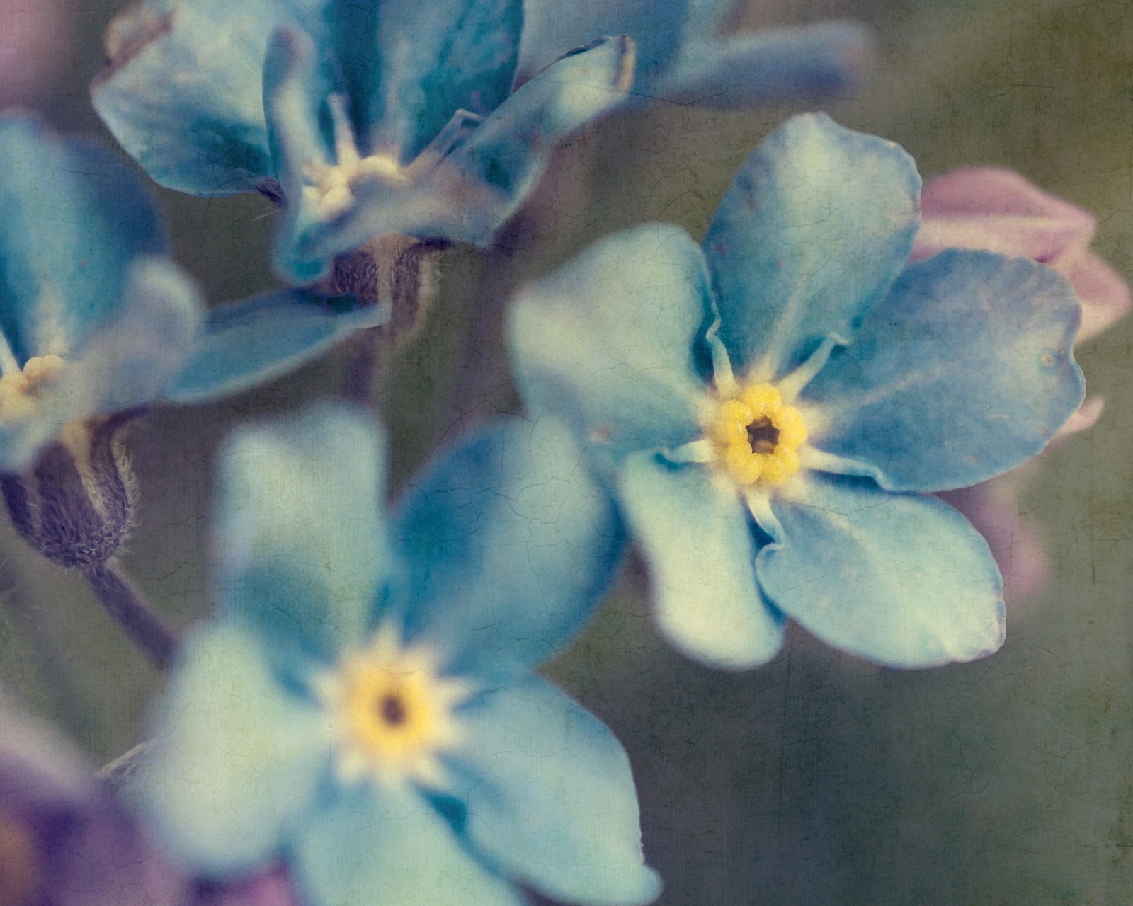 Das Blue Flowers Wallpaper 1600x1280