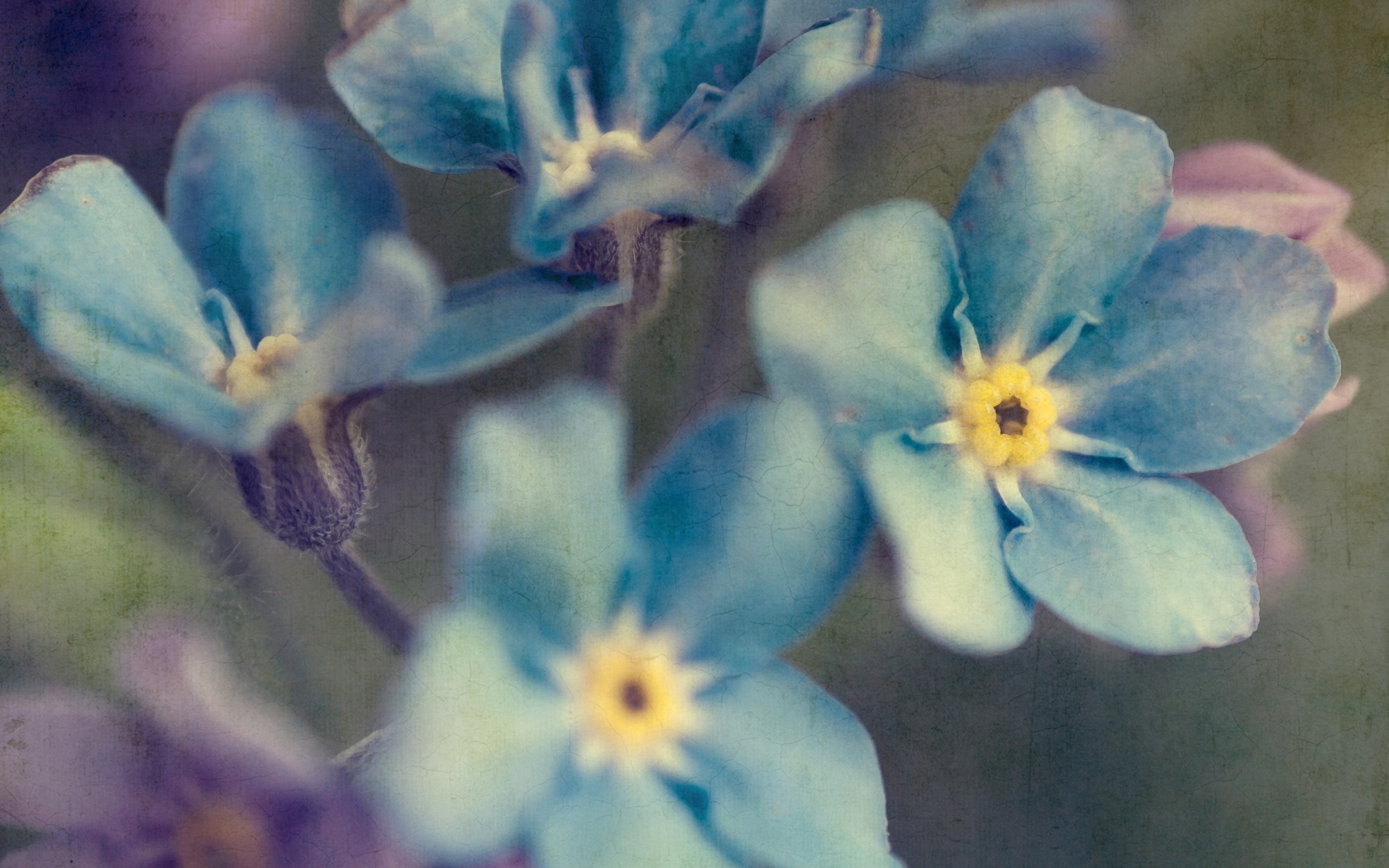 Das Blue Flowers Wallpaper 1680x1050
