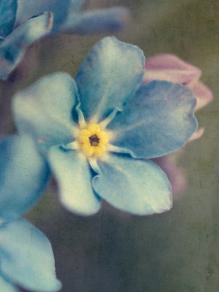 Das Blue Flowers Wallpaper 240x320