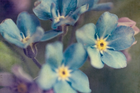 Das Blue Flowers Wallpaper 480x320