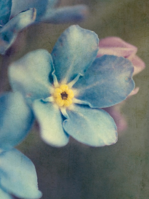 Обои Blue Flowers 480x640