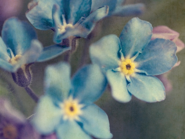 Das Blue Flowers Wallpaper 640x480