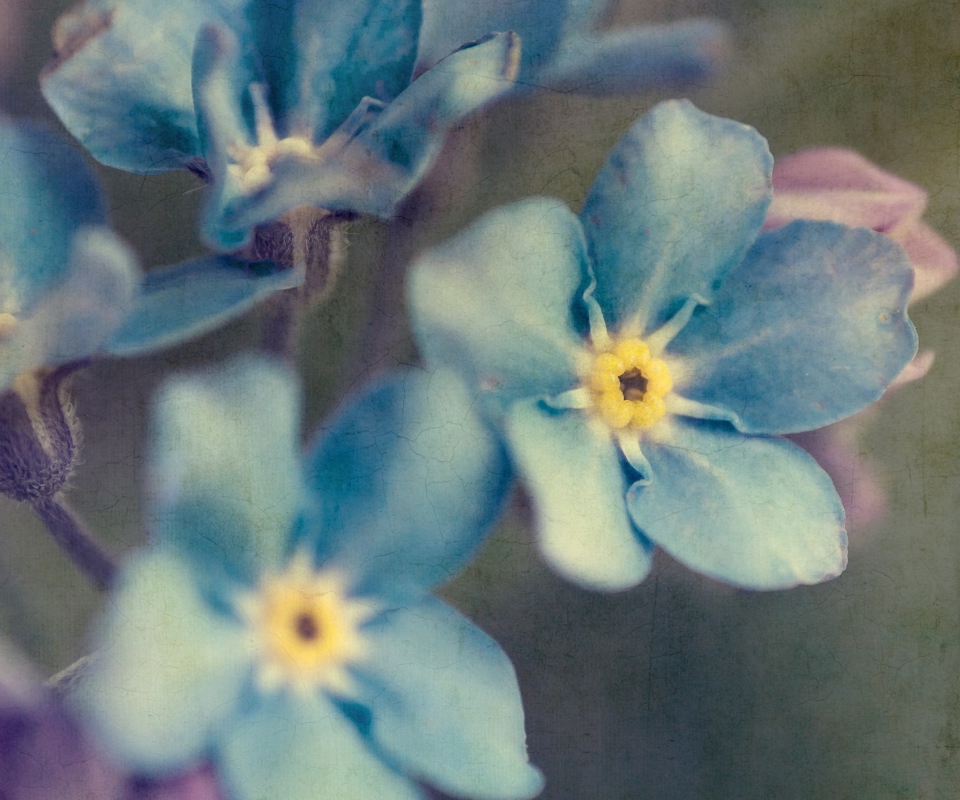Обои Blue Flowers 960x800