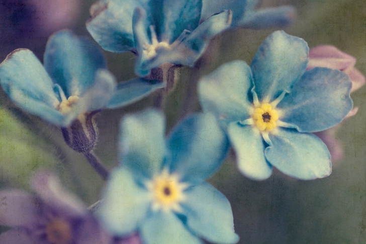 Das Blue Flowers Wallpaper