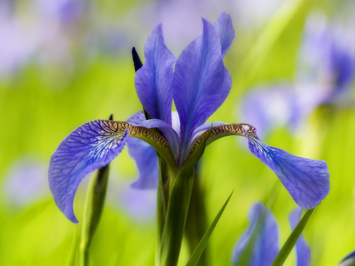 Fondo de pantalla Blue Iris Flower 1152x864