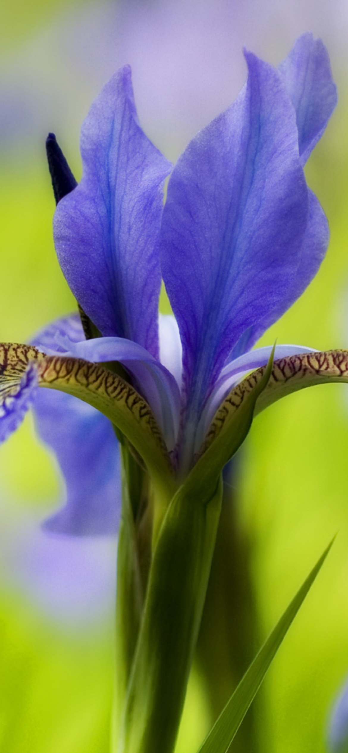 Fondo de pantalla Blue Iris Flower 1170x2532
