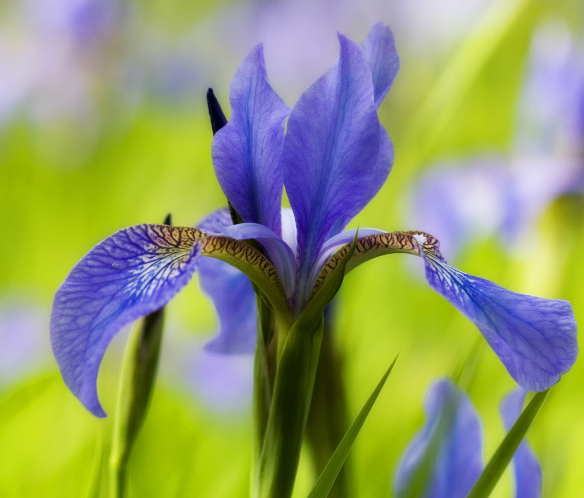 Screenshot №1 pro téma Blue Iris Flower 1200x1024
