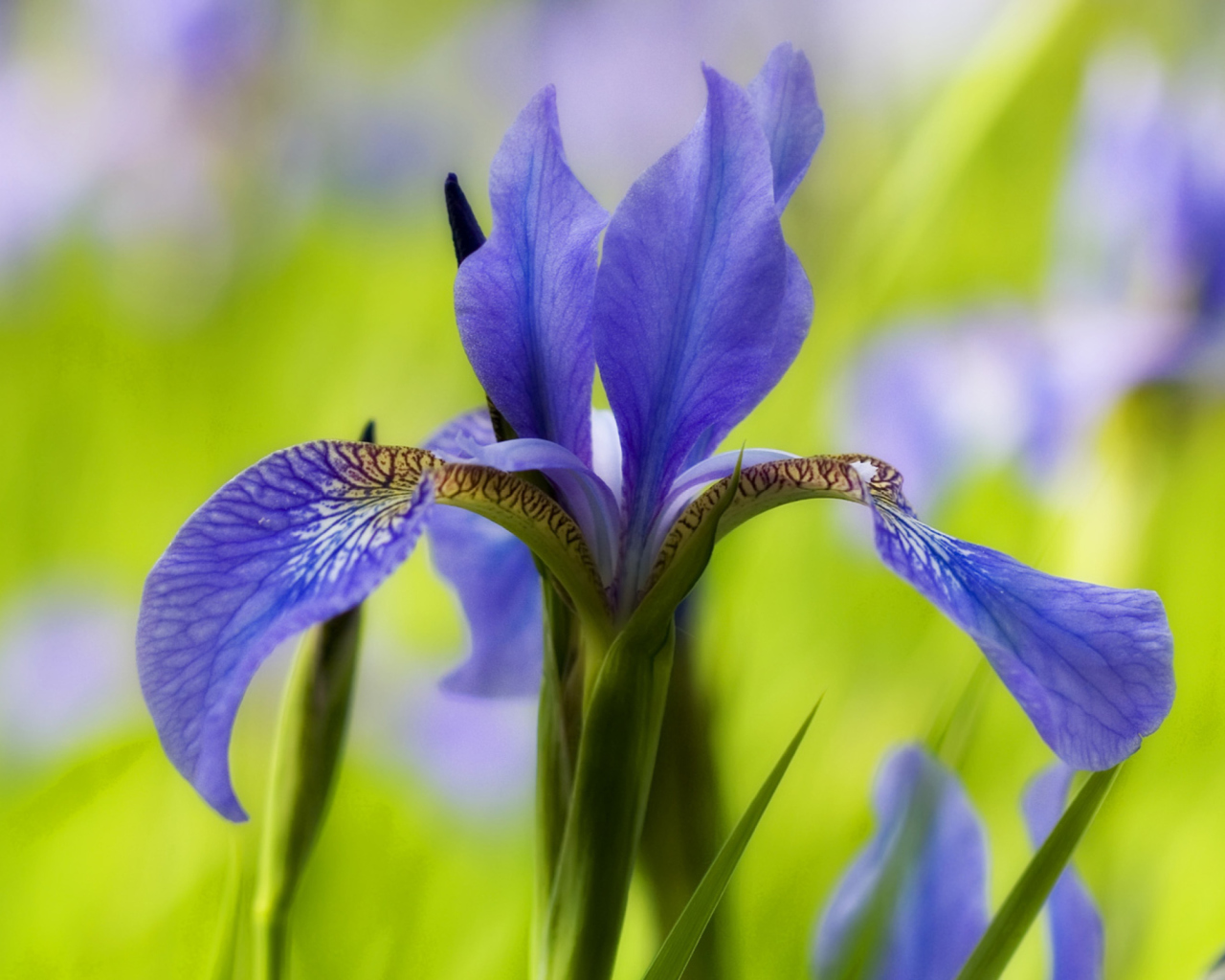 Das Blue Iris Flower Wallpaper 1280x1024