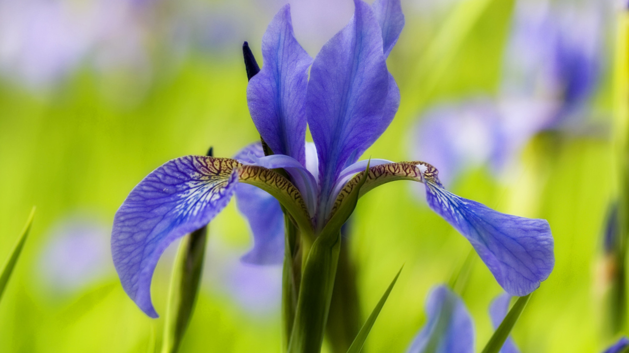 Blue Iris Flower wallpaper 1280x720