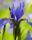 Das Blue Iris Flower Wallpaper 128x160