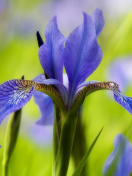 Screenshot №1 pro téma Blue Iris Flower 132x176